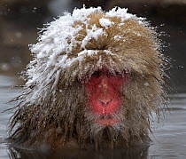Japanese Macaque (Macaca fuscata) adult with wet snowy head in the hot springs of Jigokudani, Japan.