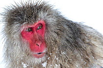 Japanese Macaque (Macaca fuscata) male watching another male at the monkey park in Jigokudani, Japan.