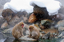Japanese Macaque (Macaca fuscata) pair rest together on a rock near the river in Jigokudani, Japan.