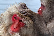 Japanese Macaque (Macaca fuscata) grooming another  in Jigokudani, Japan.