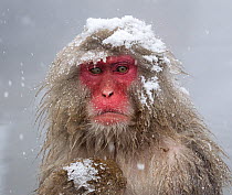 Japanese Macaque (Macaca fuscata) mother holding her baby in snowstorm, Jigokudani, Japan.