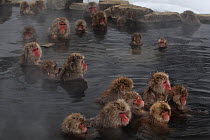 Japanese Macaques (Macaca fuscata) enjoy time soaking and grooming in the hot spring in Jigokudani, Japan.