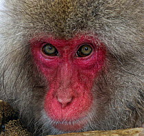 Japanese Macaque (Macaca fuscata) adult face portrait in hot springs, Jigokudani,  Japan.