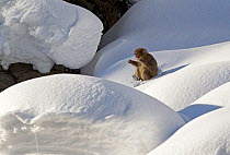 Japanese Macaque (Macaca fuscata) adult chewing on stick in snow, Jigokudani, Japan.