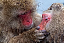 Japanese Macaque (Macaca fuscata) adult female grooming another in hotspring, Jigokudani, Japan.