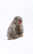 Japanese Macaque (Macaca fuscata) female holding baby close in snow, Jigokudani, Japan.