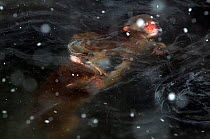 Japanese Macaque (Macaca fuscata) juveniles squabbling underwater in the hot springs of Jigokudani, Japan.