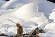 Japanese Macaque (Macaca fuscata) perched on the open warm section of a rocky hillside, takes in the last rays of the late afternoon sun in Jigokudani, Japan.