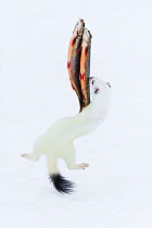 Stoat (Mustela erminea) in white winter coat, trying to steal  fish (trout) hanging on transparent fishing line. Vauldalen, Sor-Trondelag, Norway, April