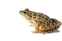 Painted Frog (Discoglossus pictus) invasive species, France. Meetyourneighbours.net project.