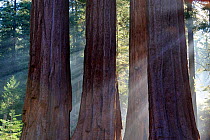 Trunks of giant sequoia trees (Sequoiadendron giganteum) Sequoia National Park, California, USA, November 2012.