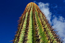 Top of Saguaro cactus (Carnegiea gigantea) Saguaro National Park, Arizona, USA, December 2012.