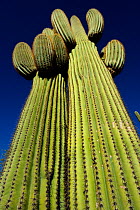 Saguaro cacti (Carnegiea gigantea) Saguaro National Park, Arizona, USA, December 2012.