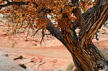 Cottonwood tree (Populus fremontii) Zion National Park, Utah, USA. November 2012.