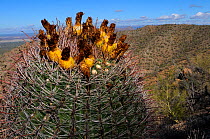 Fishhook barrel cactus (Ferocactus wislizenii) Saguaro National Park, Arizona, USA, December 2012.