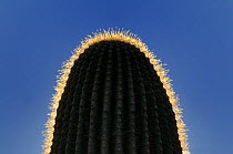 Top of Saguaro cactus (Carnegiea gigantea) backlit showing thorns, Saguaro National Park, Arizona, USA, December 2012.