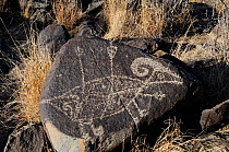 A bighorn sheep pierced by arrows, basaltic rock carving by Native Americans, Three Rivers, New Mexico, USA, December 2012.
