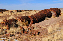 Petrified wood segments from a large tree, Petrified Forest National Park, Arizona, USA, December 2012.