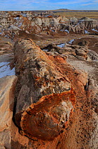 Petrified wood segment, Blue Mesa Badlands, Petrified Forest National Park, Arizona, USA, December 2012.