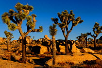 Joshua trees (Yucca brevifolia) Joshua Tree National Park, Mojave Desert, California, USA, December 2012.