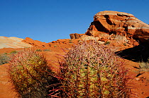 Cottontop cactus (Echinocactus polycephalus) Valley of Fire State Park, Nevada, USA, January 2013.