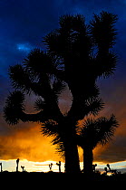 Silhouettte of Joshua tree (Yucca brevifolia) at sunset, Joshua Tree National Park, Mojave Desert, California, USA, January 2013.