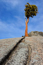 Jeffrey pine (Pinus jeffreyi) and glacial erratic boulder, Yosemite National Park, California, USA, October 2012.