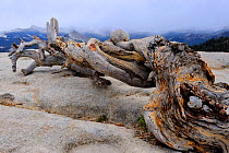 Old pine trunk on Sentinel dome, Yosemite National Park, California, USA, October 2012.