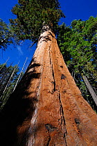 Giant sequoia tree (Sequoiadendron giganteum) Mariposa grove, Yosemite National Park, California, USA, November 2012.