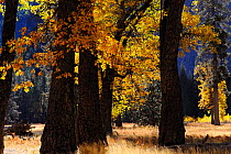 Black oaks (Quercus velutina) in autumn, Yosemite valley, Yosemite National Park, California, USA, November 2012.