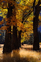 Black oaks (Quercus velutina) in autumn, Yosemite valley, Yosemite National Park, California, USA, November 2012.