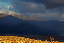 Muskox (Ovibos moschatus) in habitat with dark clouds, Dovrefjell National Park, Norway. September 2012. Winner of the Melvita Nature Images Awards competition 2013 of Terre Sauvage Club bursary and t...
