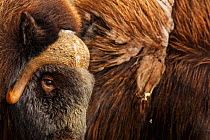 Muskoxen (Ovibos moschatus) male portrait, Dovrefjell National Park, Norway. September. Winner of the Melvita Nature Images Awards competition 2013 of Terre Sauvage Club bursary and the Story of a Spe...