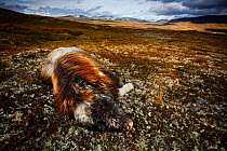 Muskox (Ovibos moschatus) dead, Dovrefjell National Park, Norway. September. Winner of the Melvita Nature Images Awards competition 2013 of Terre Sauvage Club bursary and the Story of a Species catego...