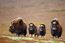 Muskoxen (Ovibos moschatus) with calves, Dovrefjell National Park, Norway. September. Winner of the Melvita Nature Images Awards competition 2013 of Terre Sauvage Club bursary and the Story of a Speci...