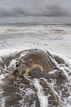 Olive ridley sea turtle (Lepidochelys olivacea) female coming ashore to lay eggs, Pacific Coast, Ostional, Costa Rica.