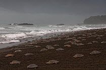 Olive ridley sea turtles (Lepidochelys olivacea) females coming ashore during an arribada (mass nesting event) to lay eggs, Pacific Coast, Ostional, Costa Rica.