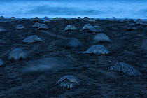 Olive ridley sea turtles (Lepidochelys olivacea) females coming ashore at twilight during an arribada (mass nesting event) to lay eggs, Pacific Coast, Ostional, Costa Rica.
