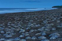 Olive ridley sea turtles (Lepidochelys olivacea) digging their nests during an arribada (mass nesting event) to lay eggs, Pacific Coast, Ostional, Costa Rica.