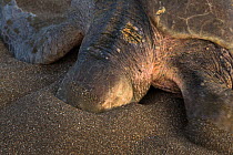 Olive ridley sea turtle (Lepidochelys olivacea) testing the sand on beach for finding the right place for laying eggs, Pacific Coast, Ostional, Costa Rica.