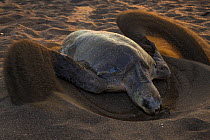 Olive ridley sea turtle (Lepidochelys olivacea) female digging nest on beach for laying eggs, Pacific Coast, Ostional, Costa Rica.
