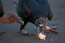 Black vultures (Coragyps atratus) feeding on egg from olive ridley sea turtle (Lepidochelys olivacea) washed free from the surf on beach, Pacific Coast, Ostional, Costa Rica.