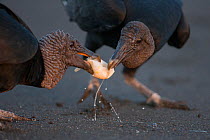 Black vultures (Coragyps atratus) feeding on egg from olive ridley sea turtle (Lepidochelys olivacea) washed free from the surf on beach, Pacific Coast, Ostional, Costa Rica.