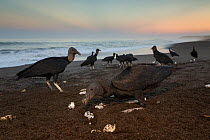 Black vultures (Coragyps atratus) feeding on eggs from olive ridley sea turtle (Lepidochelys olivacea) washed free from the surf on beach, Pacific Coast, Ostional, Costa Rica.