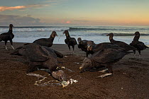 Black vultures (Coragyps atratus) feeding on eggs from  Olive ridley sea turtle (Lepidochelys olivacea) washed free from the surf on beach, Pacific Coast, Ostional, Costa Rica.