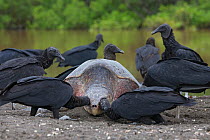 Black vultures (Coragyps atratus) feeding on dead Olive ridley sea turtle (Lepidochelys olivacea) died during an arribada (mass nesting event) Pacific Coast, Ostional, Costa Rica.