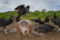 Black vultures (Coragyps atratus) feeding on dead Olive ridley sea turtle (Lepidochelys olivacea) died during an arribada (mass nesting event) Pacific Coast, Ostional, Costa Rica.