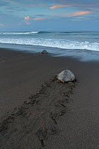 Olive ridley sea turtle (Lepidochelys olivacea) returning to sea leaving tracks on beach after laying eggs, Pacific Coast, Ostional, Costa Rica.