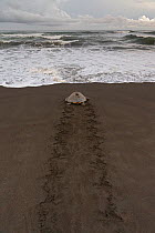 Olive ridley sea turtle (Lepidochelys olivacea) returning to sea leaving tracks on beach after laying eggs, Pacific Coast, Ostional, Costa Rica.