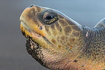 Olive ridley sea turtle (Lepidochelys olivacea) portrait of adult female, Pacific Coast, Ostional, Costa Rica.